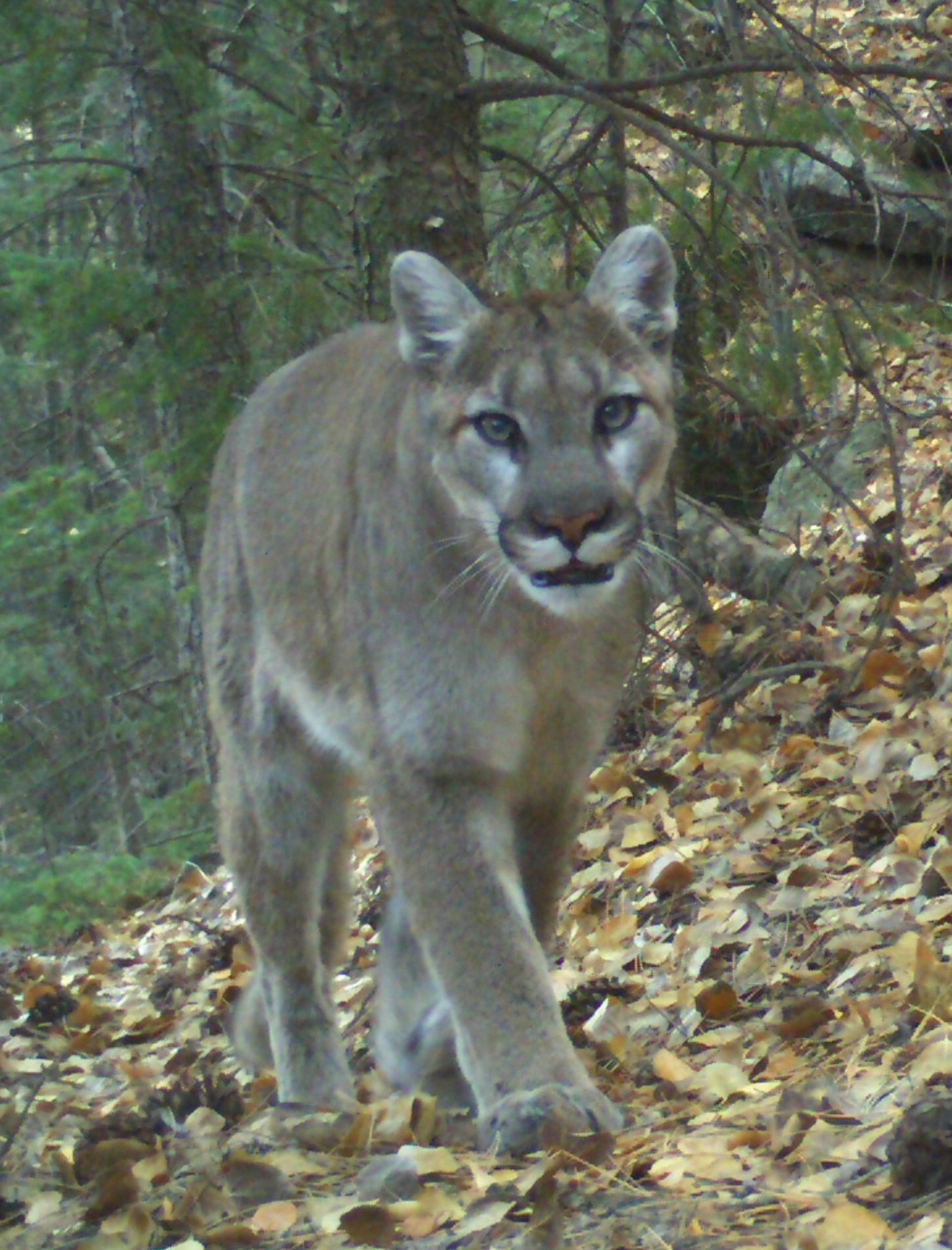Mountain Lion in the Fall