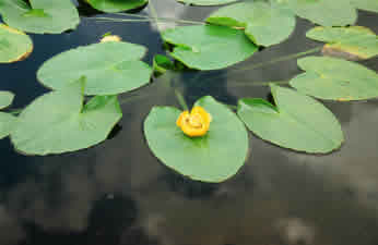 yellowpond lillies
